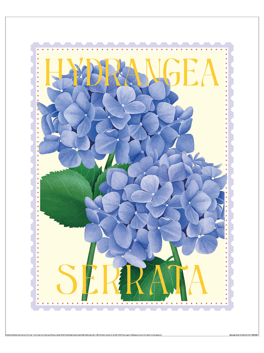 Hydrangea Serrata