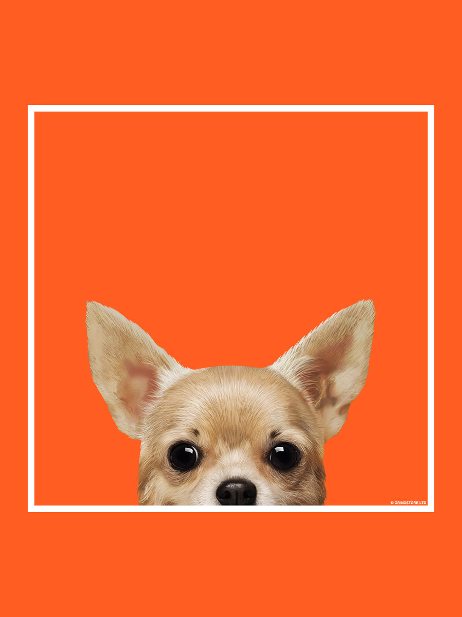 Cheerful Chihuahua