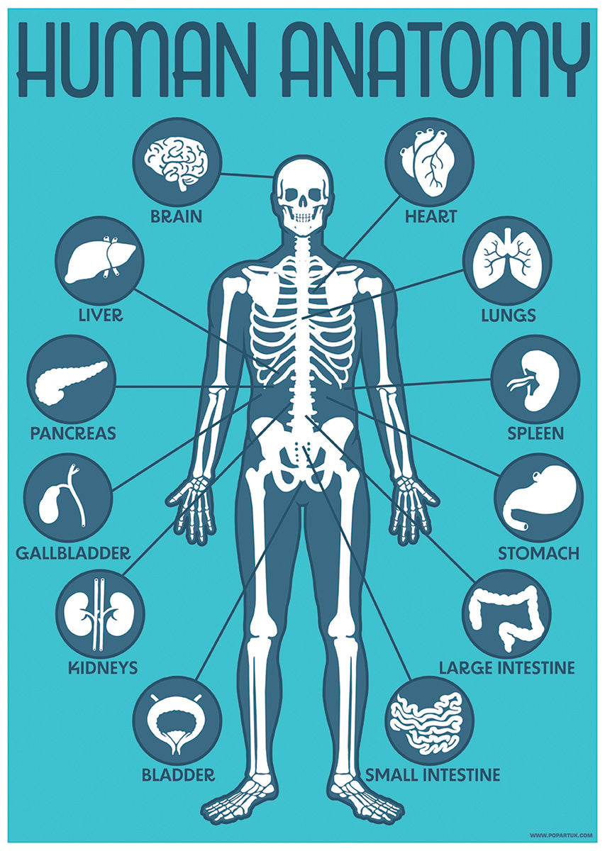 Human Anatomy Poster Male Body For Human Anatomy Poster Simple Drawing