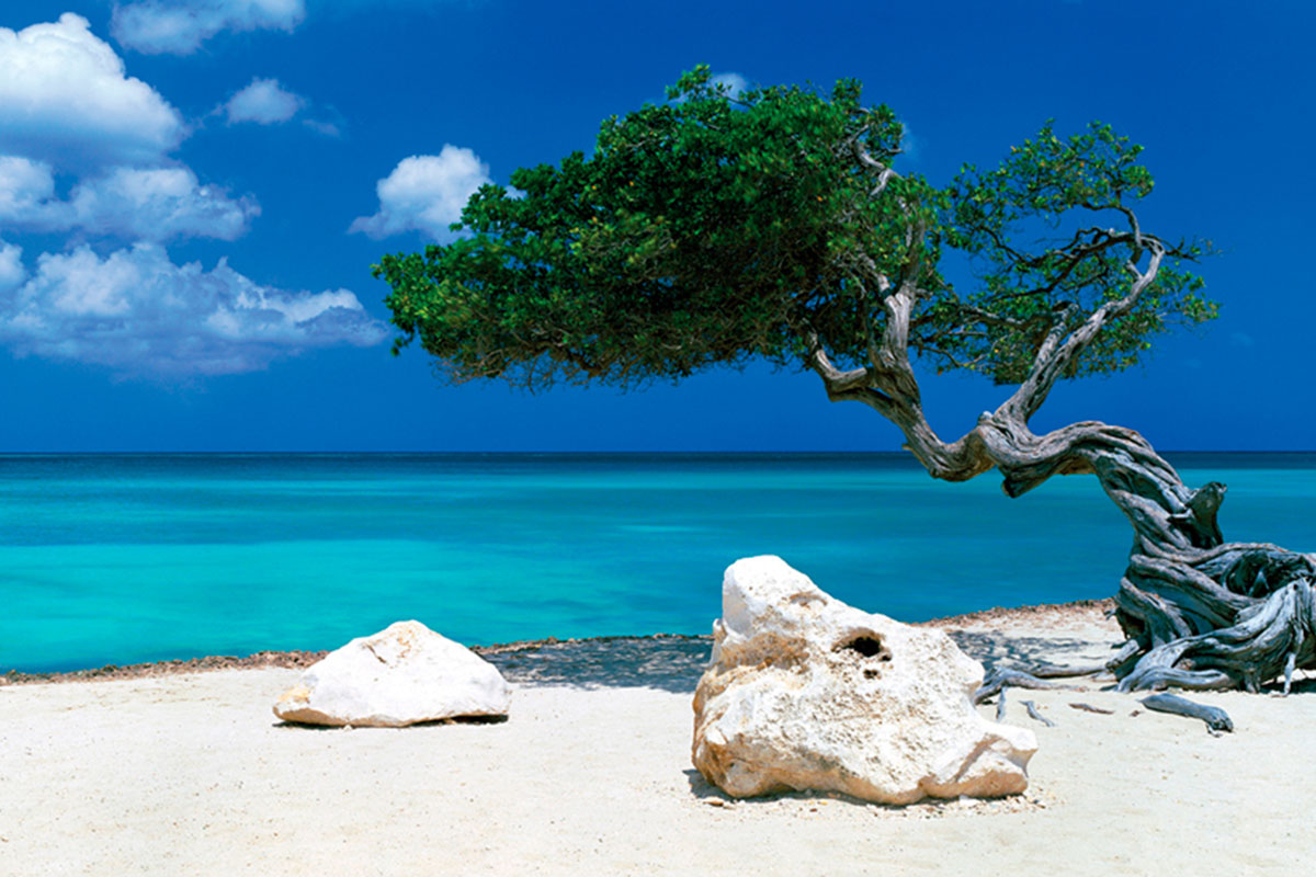 Divi Divi Tree, Tom Mackie Poster