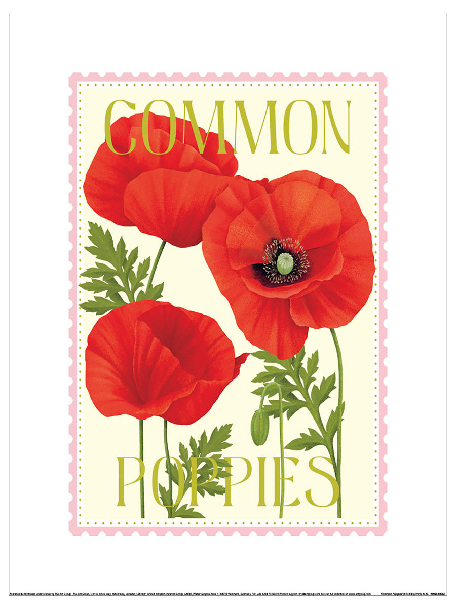 Common Poppies