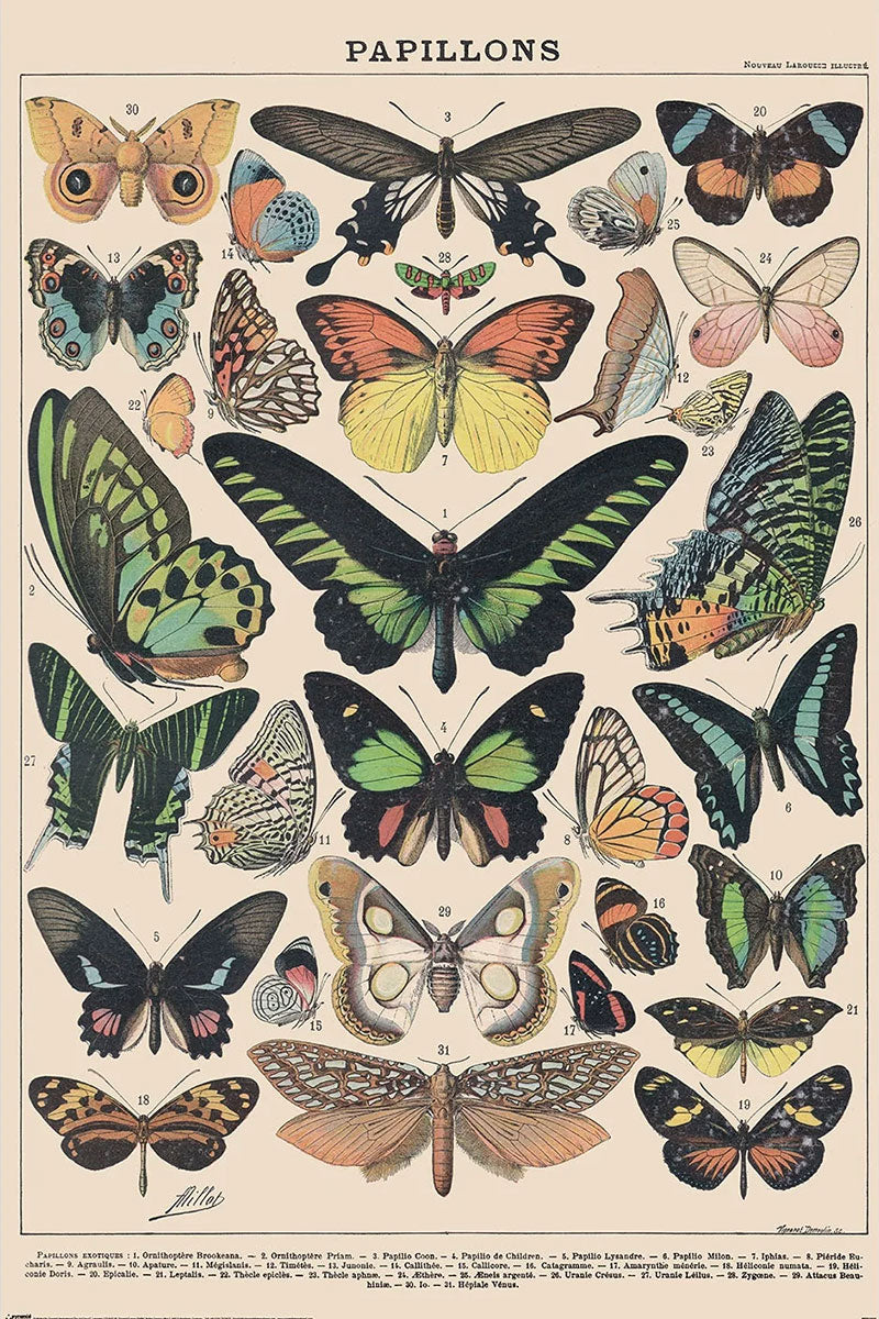 Papillons