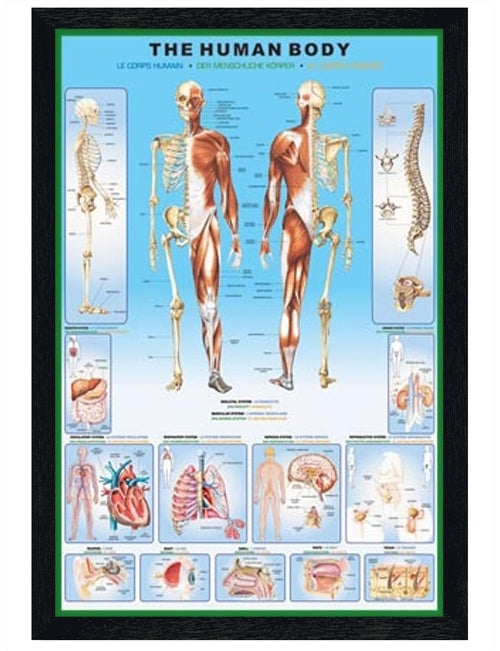 The Human Body and it's Organs