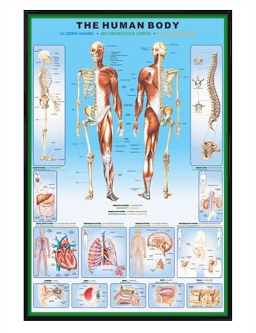 The Human Body and it's Organs